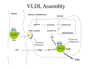 Vldl Assembly Lipoproteins metabolism lecture note .pptx