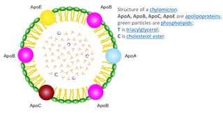 LIPOPROTEINS Rahul Raj.pdf