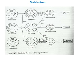 Metabolismo
 