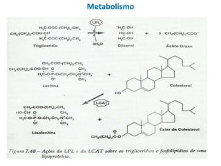 Metabolismo
 