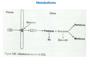 Metabolismo
 