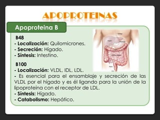 Apoproteina B
 B48
- Localización: Quilomicrones.
- Secreción: Hígado.
- Síntesis: Intestino.
 B100
- Localización: VLDL, IDL, LDL.
- Es esencial para el ensamblaje y secreción de las
VLDL por el hígado y es él ligando para la unión de la
lipoproteína con el receptor de LDL.
- Síntesis: Hígado.
- Catabolismo: Hepático.
 