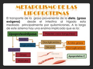 El transporte de la grasa proveniente de la dieta, (grasa
exógena)       desde el intestino al hígado esta
mediado principalmente por quilomicrones. A lo largo
de este sistema hay una enzima implicada que es la:

 Lipoproteoinlipasa                Paredes vasos Sanguíneos

                Hidroliza
                                 Diacilgliceridos    Ácidos grasos
                 Triglicéridos
                                   Glicerol         Monogliceridos
  Sintetizada

                Grasa
                                                     Apoproteina C
           Músculos
 