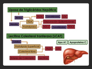 Lipasa de Triglicéridos Hepática

        Elimina
                                 VLDL     Convirtiéndola   LDL

                      TGA               Depuración Quilomicrones
 Hidrolisis
                  Fosfolipidos          HDL2    Convirtiéndola   HDL3



Lecitina Colesterol tranferasa (LCAT)
    Cataliza                                          Apo A1      Apoproteina C
       Fosfolipido Superficial
                                         VLDL       LDL
              Colesterol libre

 Esteres de Colesterilo           Lecitina
 
