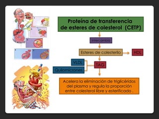 Proteína de transferencia
  de esteres de colesterol (CETP)

                  Intercambia


            Esteres de colesterilo        HDL

        VLDL
                     TAG
Quilomicrones

   Acelera la eliminación de triglicéridos
     del plasma y regula la proporción
    entre colesterol libre y esterificado .
 