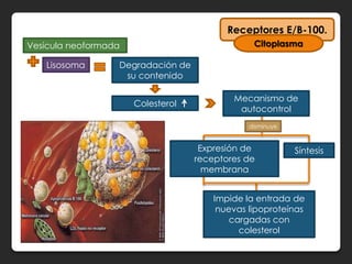 Receptores E/B-100.
Vesícula neoformada                             Citoplasma

   Lisosoma       Degradación de
                   su contenido

                                           Mecanismo de
                      Colesterol
                                            autocontrol
                                               disminuye


                                    Expresión de           Síntesis
                                   receptores de
                                     membrana


                                       Impide la entrada de
                                        nuevas lipoproteínas
                                           cargadas con
                                             colesterol
 