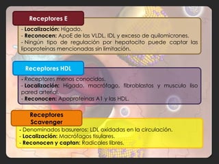 Receptores E
- Localización: Hígado.
- Reconocen: ApoE de las VLDL, IDL y exceso de quilomicrones.
- Ningún tipo de regulación por hepatocito puede captar las
lipoproteínas mencionadas sin limitación.


  Receptores HDL
- Receptores menos conocidos.
- Localización: Hígado, macrófago, fibroblastos y musculo liso
pared arterial.
- Reconocen: Apoproteinas A1 y las HDL.

   Receptores
   Scavenger
- Denominados basureros: LDL oxidadas en la circulación.
- Localización: Macrófagos tisulares.
- Reconocen y captan: Radicales libres.
 