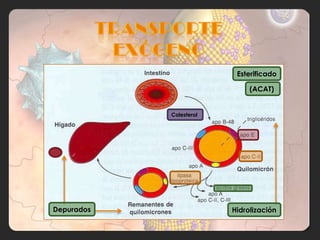 Esterificado

                              (ACAT)


            Colesterol




Depurados                Hidrolización
 