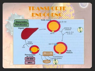 Depurados
Hidrolizados




           Apo B100

               Apo E
 