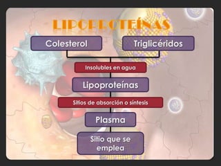 Colesterol                    Triglicéridos

          Insolubles en agua


         Lipoproteínas
      Sitios de absorción o síntesis


               Plasma

             Sitio que se
               emplea
 