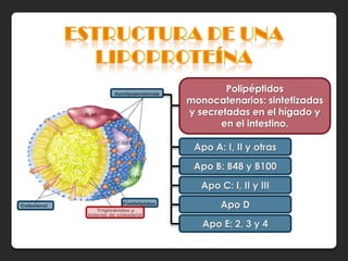 Polipéptidos
monocatenarios: sintetizadas
y secretadas en el hígado y
       en el intestino.

 Apo A: I, II y otras
 Apo B: B48 y B100
  Apo C: I, II y III
       Apo D
   Apo E: 2, 3 y 4
 