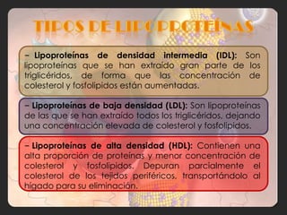 – Lipoproteínas de densidad intermedia (IDL): Son
lipoproteínas que se han extraído gran parte de los
triglicéridos, de forma que las concentración de
colesterol y fosfolipidos están aumentadas.

– Lipoproteínas de baja densidad (LDL): Son lipoproteínas
de las que se han extraído todos los triglicéridos, dejando
una concentración elevada de colesterol y fosfolipidos.

– Lipoproteínas de alta densidad (HDL): Contienen una
alta proporción de proteínas y menor concentración de
colesterol y fosfolipidos. Depuran parcialmente el
colesterol de los tejidos periféricos, transportándolo al
hígado para su eliminación.
 