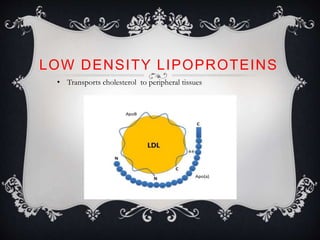 LOW DENSITY LIPOPROTEINS
• Transports cholesterol to peripheral tissues
 