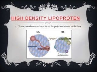 HIGH DENSITY LIPOPROTEN
• Transports cholesterol away from the peripheral tissues to the liver
 