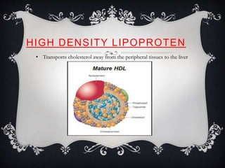HIGH DENSITY LIPOPROTEN
• Transports cholesterol away from the peripheral tissues to the liver
 