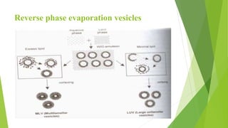 Reverse phase evaporation vesicles
 