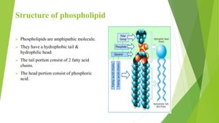 Structure of phospholipid
 Phospholipids are amphipathic molecule.
 They have a hydrophobic tail &
hydrophilic head.
 The tail portion consist of 2 fatty acid
chains.
 The head portion consist of phosphoric
acid.
 