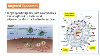 • Target specific ligands, such as antibodies,
immunoglobulins, lectins and
oligosaccharides attached to the surface
Targeted liposomes
 
