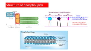 Structure of phospholipids
 