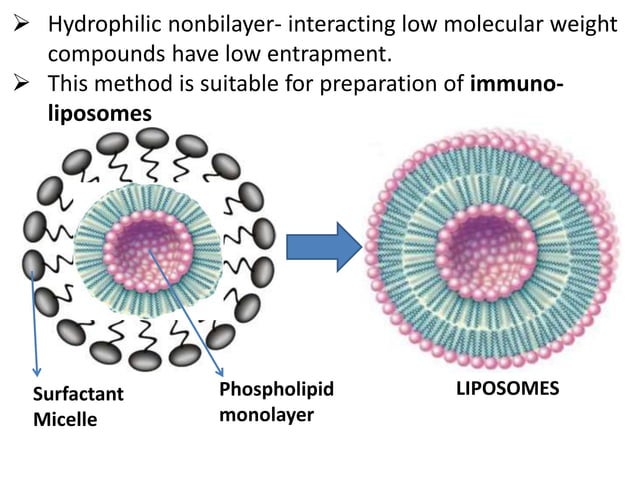 A closer look at Liposomes Surgery Chiropractic