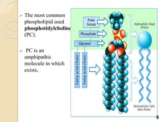  The most common
phospholipid used
phosphotidylcholine
(PC).
 PC is an
amphipathic
molecule in which
exists,
6
 