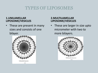 TYPES OF LIPOSOMES
1.UNILAMELLAR
LIPOSOME/VESICLES
• These are present in many
sizes and consists of one
bilayer.
2.MULTILAMELLAR
LIPOSOME/VESICLES
• These are larger in size upto
micrometer with two to
more bilayers.
 