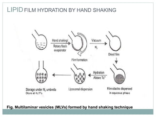 LIPIDFILM HYDRATION BY HAND SHAKING
12
Fig. Multilaminar vesicles (MLVs) formed by hand shaking technique
 