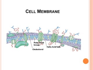 Cell Membrane