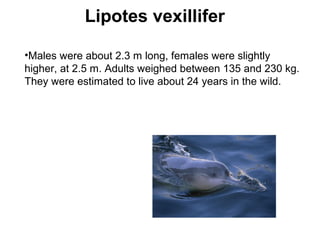Lipotes vexillifer
•Males were about 2.3 m long, females were slightly
higher, at 2.5 m. Adults weighed between 135 and 230 kg.
They were estimated to live about 24 years in the wild.
 