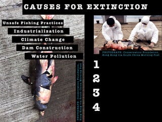 C AU S E S F O R E X T I NC T I O N
P H O T O G R A P H : C o n s e r v a t i o n Fo u n d a t i o n ,
H o n g Ko n g v i a S o u t h C h i n a M o r n i n g Po s t
Un s a fe F i s h i n g P r a c t i c e s
I n d u s t r i a l i z a t i o n
D a m C o n s t r u c t i o n
C l i m a t e C h a n g e
1
2
3
4
Wa t e r P o l l u t i o n
PHOTOGRAPH:ConservationFoundation,
HongKongviaSouthChinaMorningPost
 