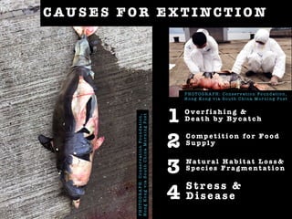 C AU S E S F O R E X T I NC T I O N
P H O T O G R A P H : C o n s e r v a t i o n Fo u n d a t i o n ,
H o n g Ko n g v i a S o u t h C h i n a M o r n i n g Po s t
1
2
3
4
Na t u r a l H a b i t a t L o s s &
S p e c i e s F r a g m e n t a t i o n
C o mp e t i t i o n fo r Fo o d
S u p p l y
O v e r f i s h i n g &
D e a t h b y B y c a t c h
PHOTOGRAPH:ConservationFoundation,
HongKongviaSouthChinaMorningPost
S t r e s s &
D i s e a s e
 