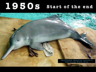19 5 0 s S t a r t o f t h e e n d
P H O T O G R A P H : Wa n g D i n g , I n s t i t u t e o f
H y d r o b i o l o g y, Wu h a n , C h i n a
 