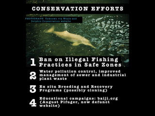 1
2
3
4
E x s i t u B r e e d i n g a n d R e c o v e r y
P r o g r a m s ( p o s s i b l y c l o n i n g )
Wa t e r p o l l u t i o n c o n t r o l , i mp r o v e d
m a n a g e m e n t o f s e w e r a n d i n d u s t r i a l
p l a n t w a s t e
B a n o n I l l e g a l F i s h i n g
P r a c t i c e s i n S a fe Z o n e s
E d u c a t i o n a l c a mp a i g n s : b a i j i . o rg
( Au g u s t P l f u g e r, n o w d e f u n c t
w e b s i t e )
C O N S E R VAT I O N E F F O RT S
P H O T O G R A P H : Un k n ow n v i a W h a l e a n d
D o l p h i n C o n s e r v a t i o n we b s i t e
 