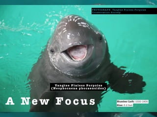 P H O T O G R A P H : Ya n g t z e F i n l e s s Po r p o i s e
C o n s e r v a t i o n S o c i e t y
A Ne w Fo c u s
Ya n g t z e F i n l e s s P o r p o i s e
( Ne o p h o c a e n a p h o c a e n o i d e s )
Number Left: 1000-1800
Size: 6.2 feet
 