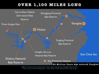 s
M A P : C o n s e r v a t i o n e f fo r t s o f t h e b a ij i a l o n g t h e Ya n g t z e R i ve r b y
C h r i s _ h u h f r o m W i k i p e d i a - s e l f m a d e f r o m d a t a f r o m b a ij i . o rg
O V E R 1,10 0 M I L E S L O NG
2 0 M i l l i o n Ye a r s A g o e n t e r e d Ya n g t z e
 