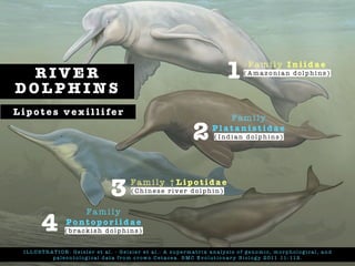 R I V E R
D O L P H I N S
Fa m i ly
P l a t a n i s t i d a e
( I n d i a n d o l p h i n s )
I L L U ST R AT I O N : G e i s l e r e t a l . - G e i s l e r e t a l . : A s u p e r m a t r i x a n a ly s i s o f ge n o m i c , m o r p h o l o g i c a l , a n d
p a l e o n t o l o g i c a l d a t a f r o m c r ow n C e t a c e a . B M C E vo l u t i o n a r y B i o l o g y 2 011 11 : 112 .
Fa m i ly
P o n t o p o r i i d a e
( b r a ck i s h d o l p h i n s )
Fa m i ly † L i p o t i d a e
( C h i n e s e r i ve r d o l p h i n )
Fa m i ly I n i i d a e
( A m a z o n i a n d o l p h i n s )
1
2
3
4
L i p o t e s v e x i l l i fe r
 