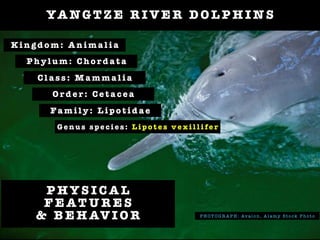 YA NG T Z E R I V E R D O L P H I N S
P H O T O G R A P H : Av a l o n , A l a my St o ck P h o t o
G e n u s s p e c i e s : L i p o t e s v e x i l l i fe r
Fa m i l y : L i p o t i d a e
K i n g d o m : A n i m a l i a
P h y l u m : C h o r d a t a
O r d e r : C e t a c e a
C l a s s : M a m m a l i a
P H Y S I C A L
F E AT U R E S
& B E H AV I O R
 