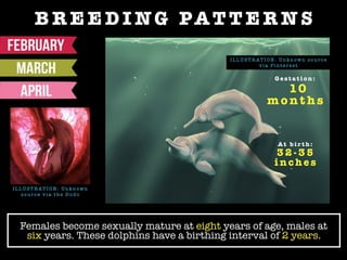 B R E E D I NG PAT T E R N S
Females become sexually mature at eight years of age, males at
six years. These dolphins have a birthing interval of 2 years.
I L L U ST R AT I O N : Un k n ow n s o u r c e
v i a P i n t e r e s t
I L L U ST R AT I O N : Un k n ow n
s o u r c e v i a t h e D o d o
G e s t a t i o n :
10
m o n t h s
At b i r t h :
3 2 - 3 5
i n c h e s
 