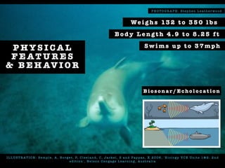 I L L U ST R AT I O N : S e mp l e , A , B o rge r, P, C l e e l a n d , C , J a cke l , S a n d Pa p p a s , X 2 0 0 6 , ' B i o l o g y V C E Un i t s 1 & 2 : 2 n d
e d i t i o n ' , Ne l s o n C e n ga ge L e a r n i n g , Au s t r a l i a
P H O T O G R A P H : St e p h e n L e a t h e r w o o d
P H Y S I C A L
F E AT U R E S
& B E H AV I O R
We i g h s 13 2 t o 3 5 0 l b s
S w i m s u p t o 3 7 mp h
B o d y L e n g t h 4 . 9 t o 8 . 2 5 f t
B i o s o n a r / E c h o l o c a t i o n
 