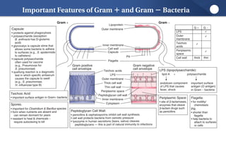 Lippincott Microcards_ Microbiology Flash Cards-LWW (2015).pdf ...