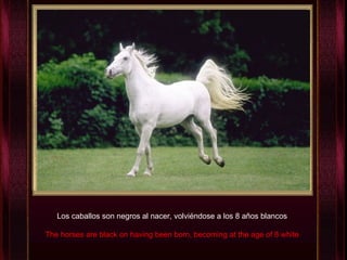 Los caballos son negros al nacer, volviéndose a los 8 años blancos The horses are black on having been born, becoming at the age of 8 white 