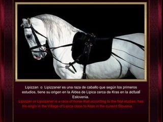 Lipizzan  o  Lipizzaner es una raza de caballo que según los primeros estudios, tiene su origen en la Aldea de Lipica cerca de Kras en la  actual  Eslovenia .   Lipizzan or Lipizzaner is a race of horse that according to the first studies, has his origin in the Village of Lipica close to Kras in the current Slovenia.   