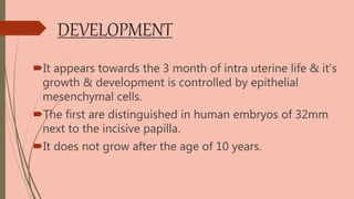 DEVELOPMENT
It appears towards the 3 month of intra uterine life & it's
growth & development is controlled by epithelial
mesenchymal cells.
The first are distinguished in human embryos of 32mm
next to the incisive papilla.
It does not grow after the age of 10 years.
 