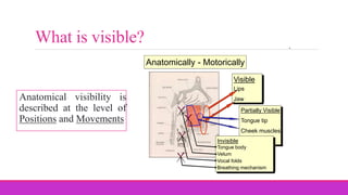 What is visible?
Partially Visible
Tongue tip
Cheek muscles
Teeth
Visible
Lips
Jaw
Invisible
Tongue body
Velum
Vocal folds
Breathing mechanism
Anatomically - Motorically
Anatomical visibility is
described at the level of
Positions and Movements
 