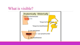 Lips open/closed
Lips spread/rounded
Jaw raised/lowered
Tongue tip raised/lowered
Tongue tip forward/back
Anatomically -Motorically
Lips protruded/retracted
What is visible?
 