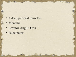 •   3 deep perioral muscles:
•   Mentalis
•   Levator Anguli Oris
•   Buccinator
 