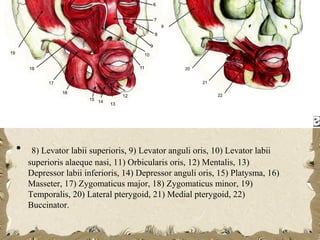 •    8) Levator labii superioris, 9) Levator anguli oris, 10) Levator labii
    superioris alaeque nasi, 11) Orbicularis oris, 12) Mentalis, 13)
    Depressor labii inferioris, 14) Depressor anguli oris, 15) Platysma, 16)
    Masseter, 17) Zygomaticus major, 18) Zygomaticus minor, 19)
    Temporalis, 20) Lateral pterygoid, 21) Medial pterygoid, 22)
    Buccinator.
 