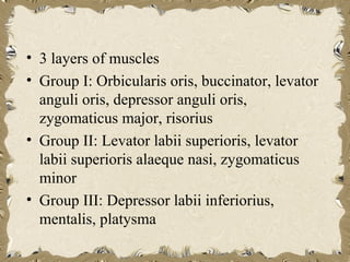 • 3 layers of muscles
• Group I: Orbicularis oris, buccinator, levator
  anguli oris, depressor anguli oris,
  zygomaticus major, risorius
• Group II: Levator labii superioris, levator
  labii superioris alaeque nasi, zygomaticus
  minor
• Group III: Depressor labii inferiorius,
  mentalis, platysma
 