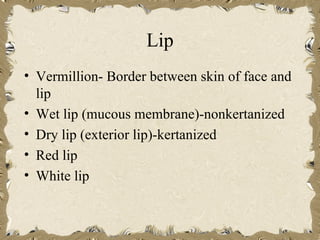 Lip
• Vermillion- Border between skin of face and
  lip
• Wet lip (mucous membrane)-nonkertanized
• Dry lip (exterior lip)-kertanized
• Red lip
• White lip
 