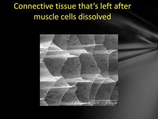Connective tissue that’s left after
muscle cells dissolved
 